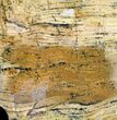 Strelley Pool Stromatolite - Billion Years Old #39191-1